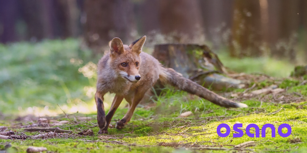 Fox